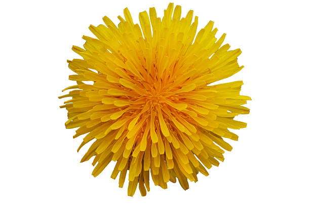 istock Isolated flower. White background. Dandelion flower. 2231439380