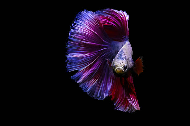istock Betta fish with its wonderful colors. Black background. Betta splendens. 2231439391