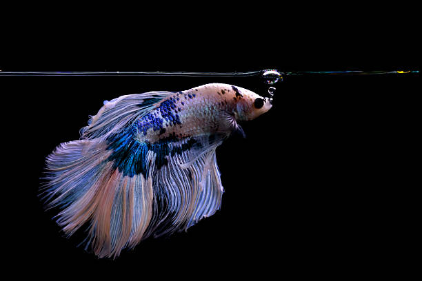 istock Betta fish with its wonderful colors. Black background. Betta splendens. 2231439436