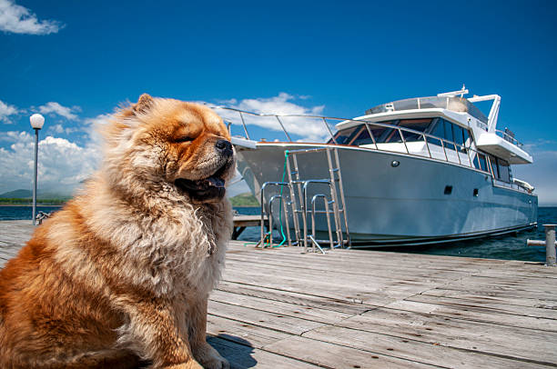 Fluffy dog sitting on a pier with a white motor yacht on background