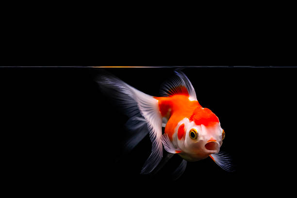 istock A cute freshwater fish. A Oranda with a cute face. Black background. 2231439893
