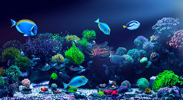 A creative and aesthetic nature photograph.