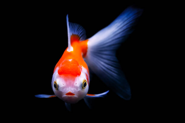 Goldfish in the aquarium