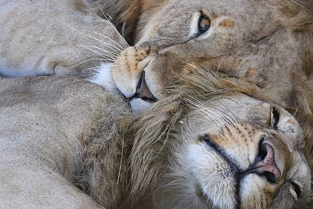 Two brothers lions sleeping in the shade