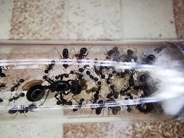 istock some ants living in a test tube 2231441698