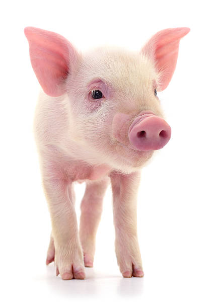 Close-up of a small pink piglet standing and looking forward, isolated on white background, young domestic pig livestock concept for farming and agriculture