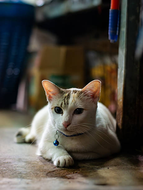 istock Cute White Cat Portrait with Subtle Markings on Head. 2231446135