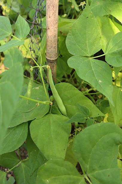 istock French green beans on plants 2231447027
