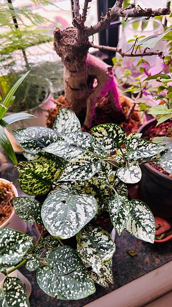 istock Beautiful potted plants 2231447426