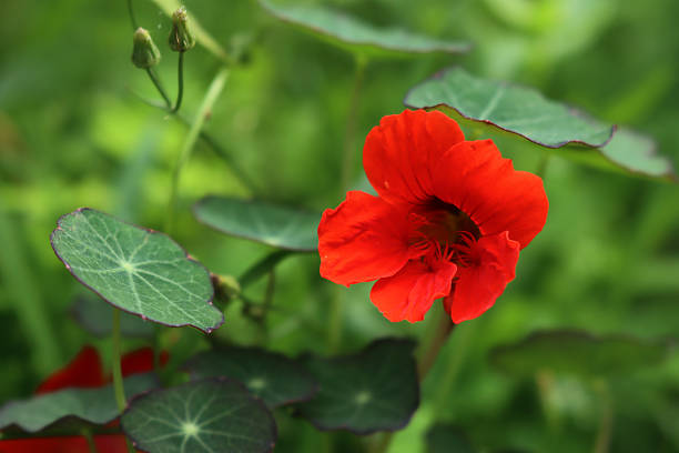 istock Nasturtium plant in bloom . Tropaeolum 2231447711
