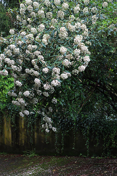 istock Viburnum “Pragense”  bush with white flowers 2231448036