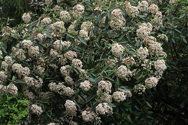 istock Viburnum “Pragense”  bush with white flowers 2231448117