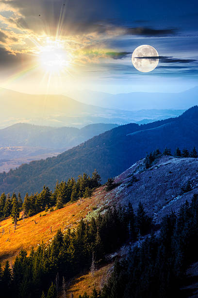 istock fir trees on a meadow down the hill 2231452588