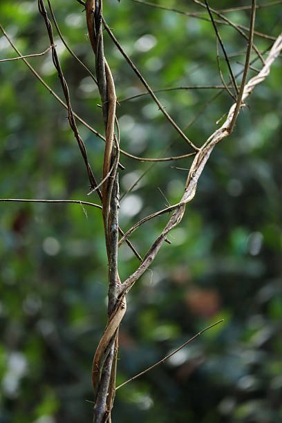 istock A Close-Up of an Intricate Vine 2231452861