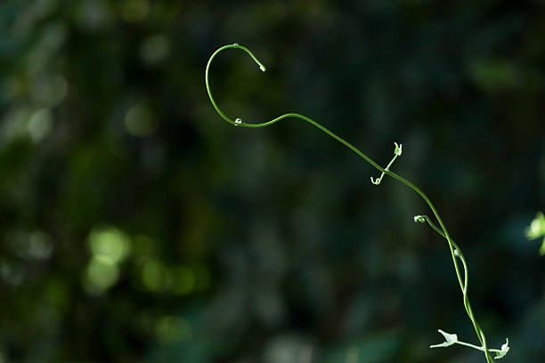 Curved green plant stem with tiny leaves on dark blurred background