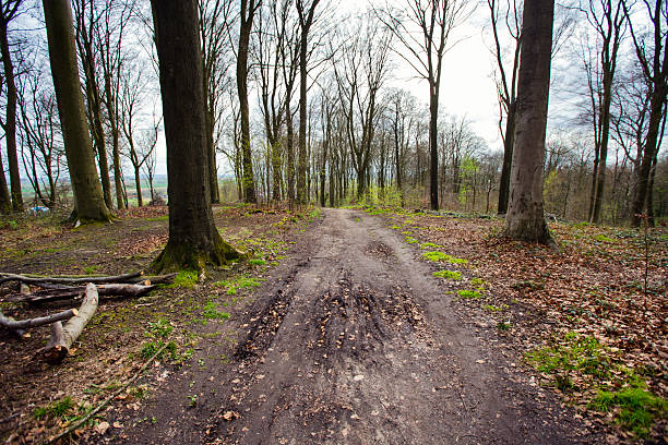 Road in a forest in Kluisbos, Belgium