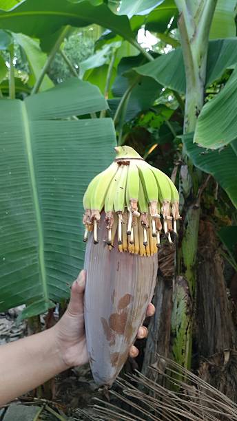 istock Banana flower 2231457432