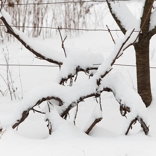 istock Snow-covered branches trees and grapes in winter season 2231458847