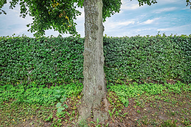 A solitary tree trunk stands in front of a meticulously pruned hedge, showcasing how human landscaping can reshape nature into geometric, almost cubist forms. This image highlights the intersection of organic growth and deliberate design, where shrubs and trees are sculpted to reflect aesthetic control in urban green spaces.