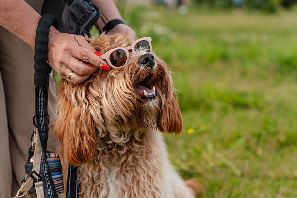 istock A charming curly-haired dog wearing sunglasses on the street, a kawapoo or Labradoodle dog. 2231463055