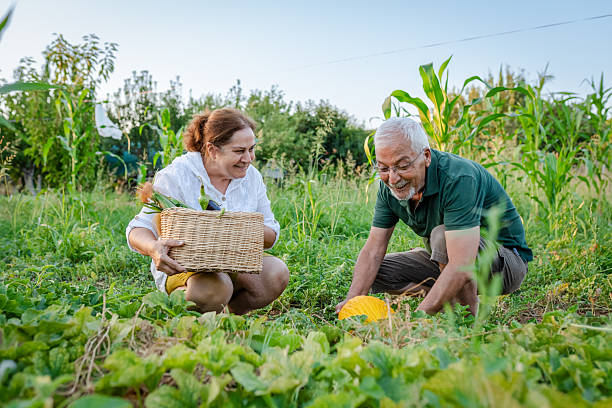 istock Senior couple picking vegetables from their garden 2231464592