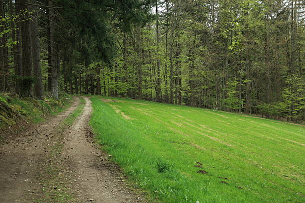 forest view