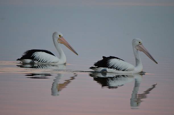 istock Two pelicans on the water with reflection 2231465911