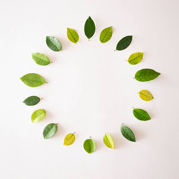 istock Green leaves arranged in circle shape on a white backround.Minimal concept.Copy space 2231465998