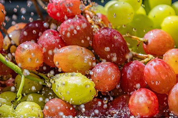 Grapes of the Red Planet variety under artificial rain