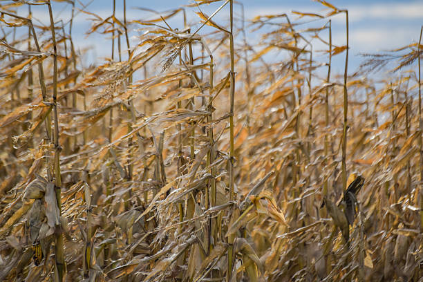 Unharvested corn in a field in the mountains