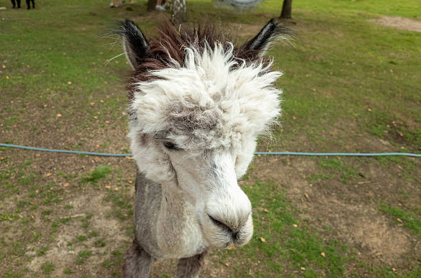 Fuzzy white and brown alpaca with a white spot on its face. The alpaca is standing in a grassy field