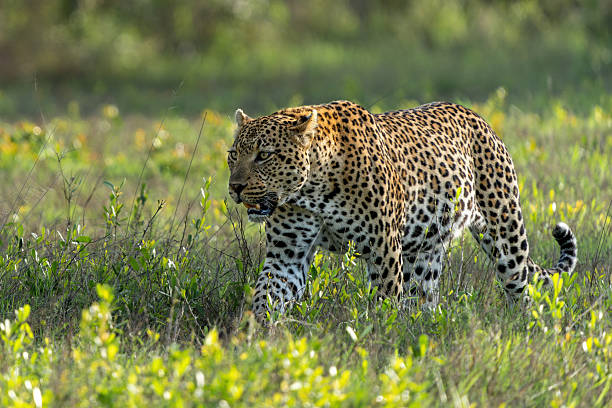 istock Leopard male in Sabi Sands Game Reserve 2231473105
