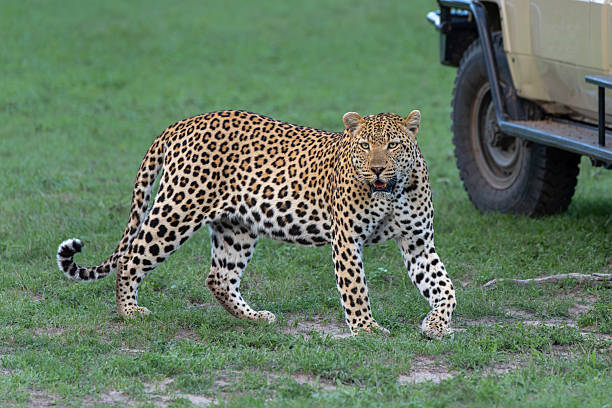 istock Leopard male in Sabi Sands Game Reserve 2231473106