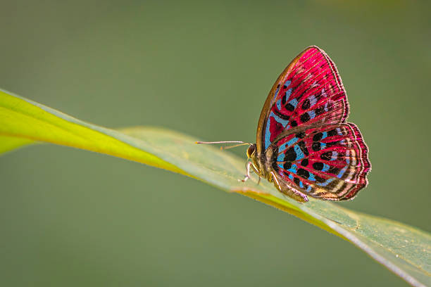 green butterfly feeding on purple flower, Pfeiffer-s Green Hairstreak, Callophrys paulae