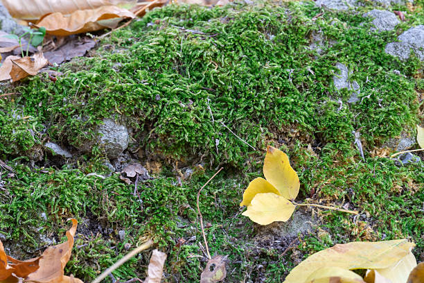 Green moss texture with autumn yellow leaves on nature stone. Freshness of fall vegetation close-up.