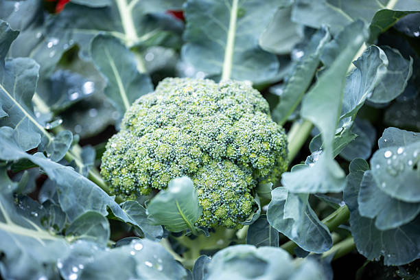 Broccoli head with green leaves and water drops growing outdoor