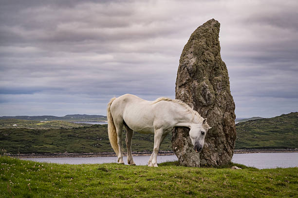 A grey horse is grazing on grass in a meadow in Ireland. A mountain is pictured in the background.