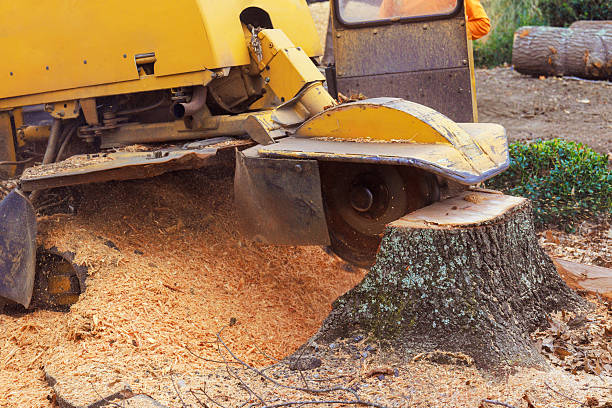istock Tree stump grinding process in forested area during daylight hours with sawdust flying 2231482174
