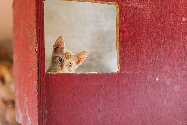 Beige colored, fluffy cat walking on a windowsill. Exploring loving room and scratching post