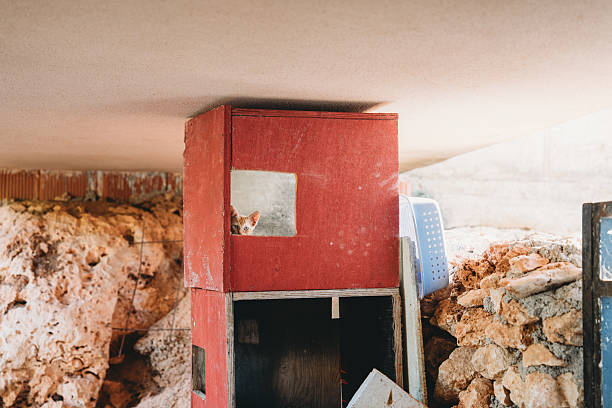 Adorable orange kitten with blue eyes looking out through a square window in a red wooden wall. Cute domestic cat with a curious expression, perfect for concepts of home, pets, and curiosity.