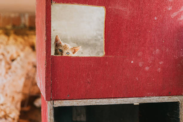 Adorable orange kitten with blue eyes looking out through a square window in a red wooden wall. Cute domestic cat with a curious expression, perfect for concepts of home, pets, and curiosity.