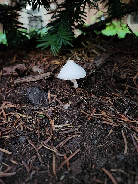 A single white mushroom with a textured cap and slender stem growing from dark mulch beneath green foliage.