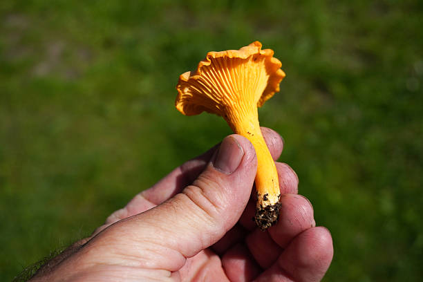 istock Mycologist holding freshly picked chanterelle mushroom in forest 2231490584