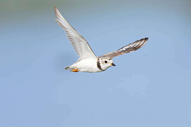 istock An adullt piping plover (Charadrius melodus) in flight. 2231491500