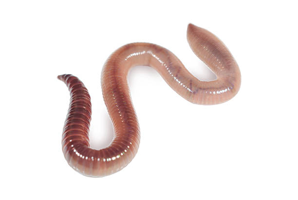 istock Living earthworm close up 2231493611