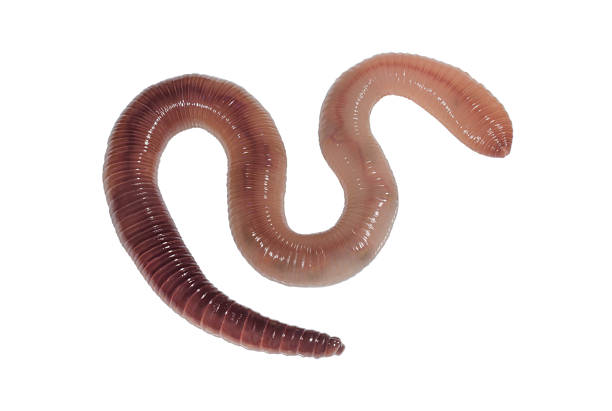 istock Living rain worm or earthworm close up 2231493612