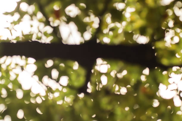 Blur of Cinnamomum camphora tree