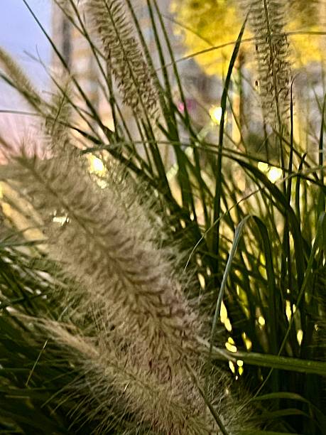 istock A view of a beautiful sunset across the grass. 2231499646