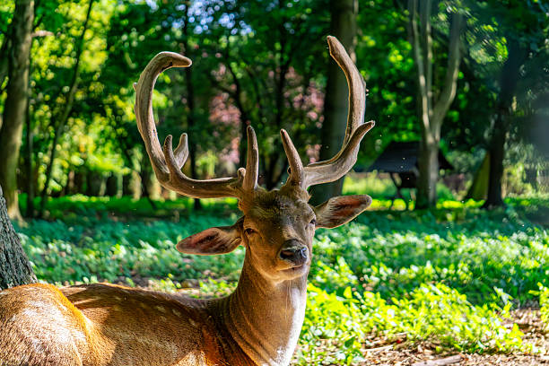 istock Resting fallow deer with large antlers lying in the shade on a forest glade, surrounded by green vegetation and trees in natural habitat 2231499878