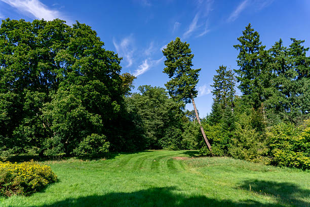 A serene summer scene captured in Denmark, showcasing a vibrant green landscape bathed in golden sunlight. Blooming flowers and sprawling greenery evoke the seasons of summer and spring in their full bloom.